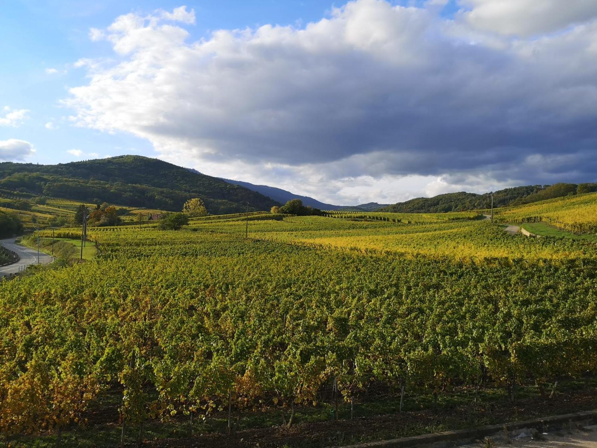 L'Altenberg Bergheim Bagian luar foto